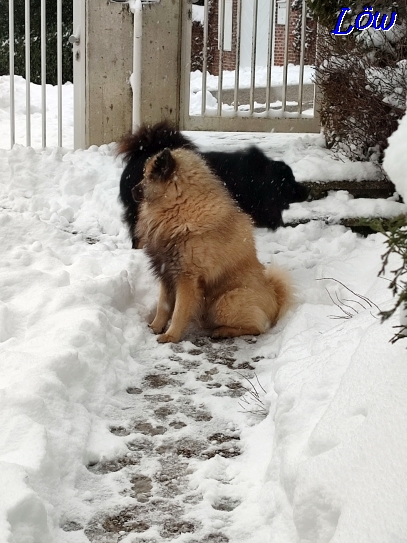 21.1.2023 - Winterlicher Garten